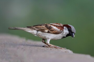Brown sparrow perched on the concrete fence