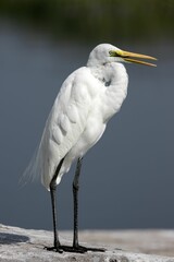 Vertical of an Eastern great egret side profile