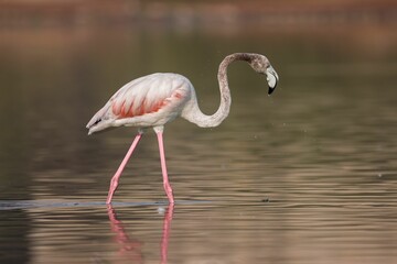 Closeup shot of a walking pink flamingo in a water