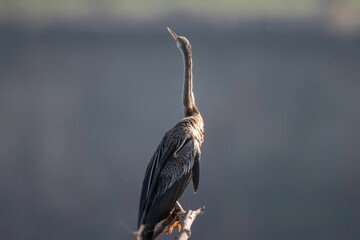 Tall gray great heron bird perched on a branch - obrazy, fototapety, plakaty