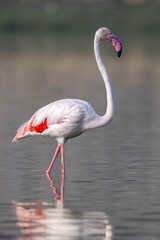 Vertical shot of a beautiful flamingo standing in a calm lake with its reflection below