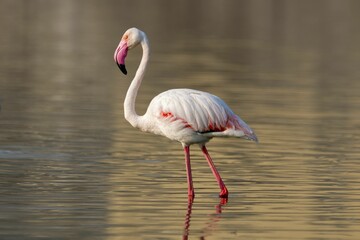 Gorgeous flamingo with a pink beak and white plumage standing in a reflective lake in the wilderness
