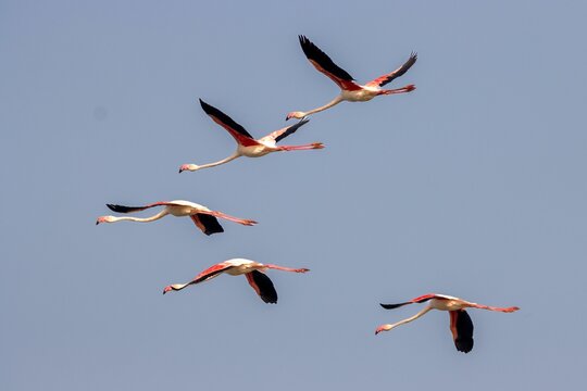 Group of flamingos flying high in a gray-blue sky on a gloomy day in the wilderness