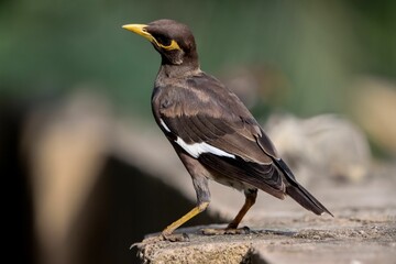 Closeup of the Myna (Acridotheres tristis) bird standing on the ground on a blurry background