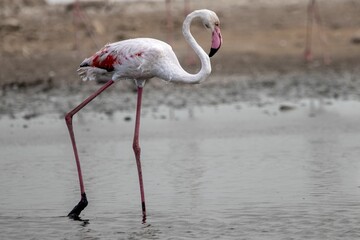 Selective focus of the greater flamingo (Phoenicopterus roseus) walking through the water