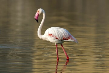 Greater flamingo (Phoenicopterus roseus) walking through the water