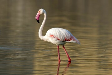 Greater flamingo (Phoenicopterus roseus) walking through the water © Wirestock