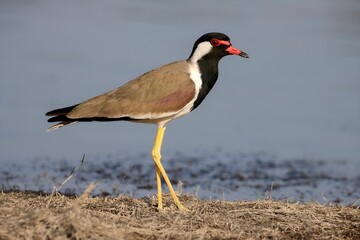 Closeup of a red-wattled lapwing walking on the sunlit grass, water blurred background