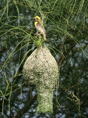 Baya weaver on his own nest on tree, green leaves around