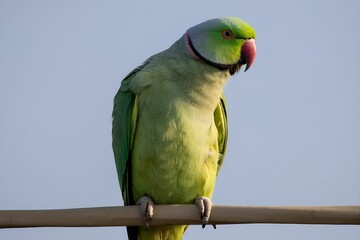 Closeup of a rose-ringed parakeet perched on a wooden pole against clear sky