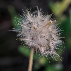 Closeup shot of a common dandelion found growing in the wilderness