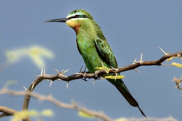Low-angle view of a Blue-cheeked bee-eater bird standing on a branch of a tree