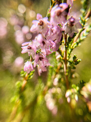 Delicate purple flowers of wild heather in a sunny summer forest.
