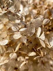 Dry hydrangea flowers in nature. Close-up photo.