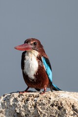 Selective focus of a white-throated kingfisher standing on sunlit stone