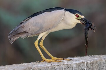 Selective focus of a black-crowned night heron holding worm with a beak, blurred background