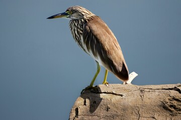 Rear of an Indian pond heron perched on the stone with cloudy sky background