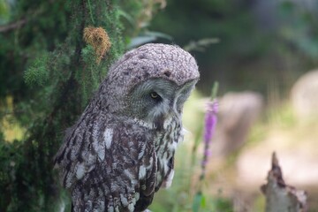 Closeup of a beautiful great gray owl on a tree branch in an evergreen forest