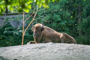 Beautiful Caucasian wisent resting on a rock with green trees in the background in a zoo