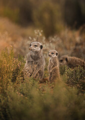 Naklejka na ściany i meble meerkat on a rock with a baby meerkat in South Africa
