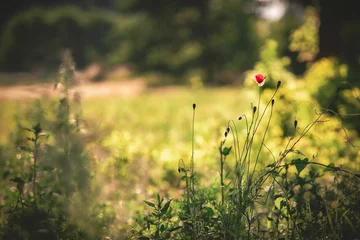 Tuinposter Closeup of a poppy flower growing in a green field © Wirestock