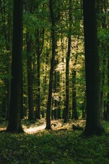 Vertical shot of green trees growing in a forest at golden hour