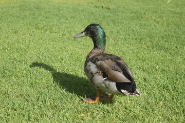 duck standing on green field
