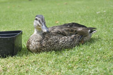 a duck sitting down looking