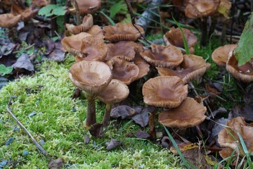 Closeup of a mushroom patch in a forest