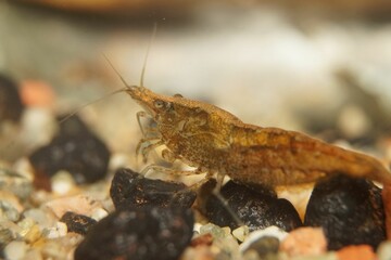 Closeup of a small neocaridina shrimp in an aquarium