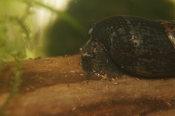 Close-up shot of a Black Devil Snail (Faunus ater)