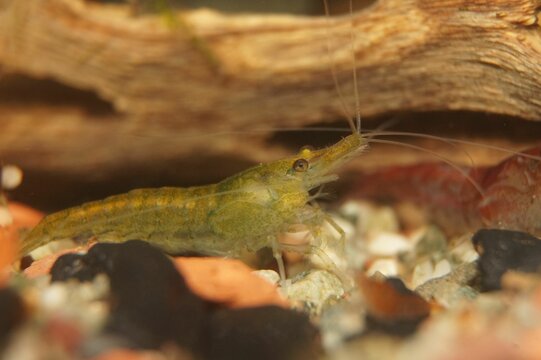 Closeup of a small neocaridina shrimp in an aquarium