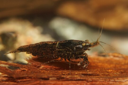 Close-up shot of a Neocaridina davidi shrimp