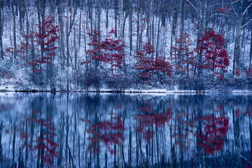 Beautiful shot of trees reflecting in the lake in the winter
