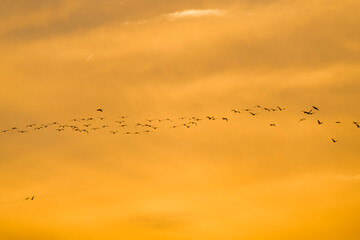 Beautiful shot of a flock of sandhill cranes in the sunset sky