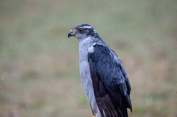 Northern Goshawk in natural habitat