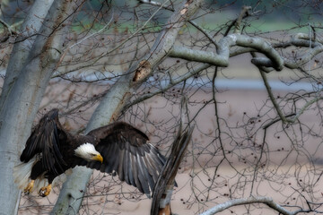 Bald eagle flying through a tree to land on a branch