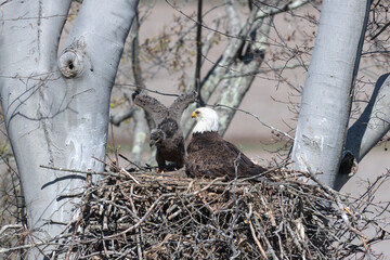 Bald eagle perched in a nest with eaglets in a tree