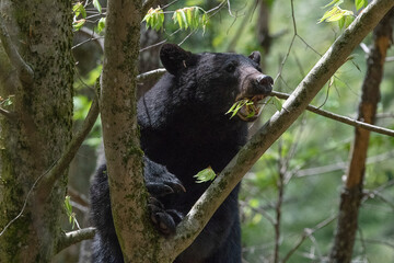 Closeup shot of a black bear chewing on a branch in a tree
