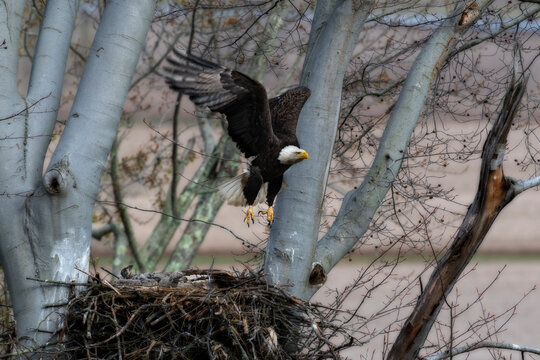 Bald eagle flying over a nest in a tree