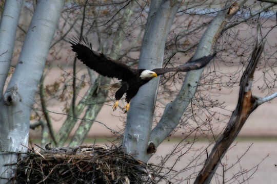 Bald eagle taking flight from its nest to get food for eaglets