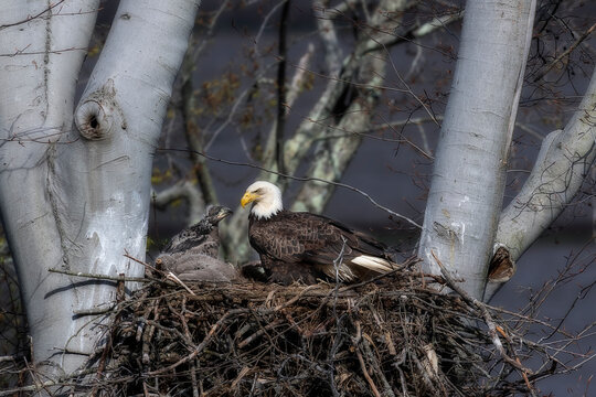Closeup shot of a bald eagle with its eaglets in a test in a tree