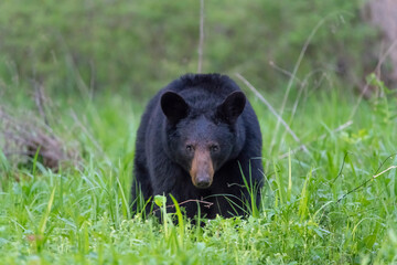 Large black bear on a green grass field