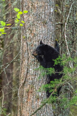 Vertical shot of a black bear cub climbing a tree