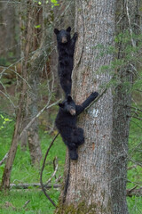 Vertical shot of black bear cubs climbing a tree trunk