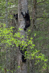 Vertical closeup of black bears trying to climb tree in a forest