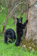 Vertical closeup of black bears trying to climb tree in a forest