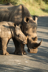 rhino in the wild with her baby © Dana