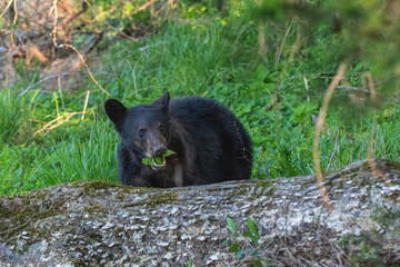 Closeup portrait of a black bear wating green leaves in a forest