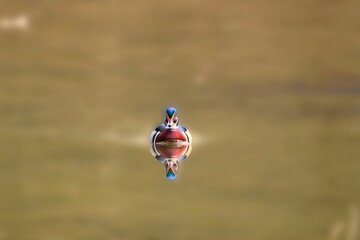 Colorful wood duck in calm water